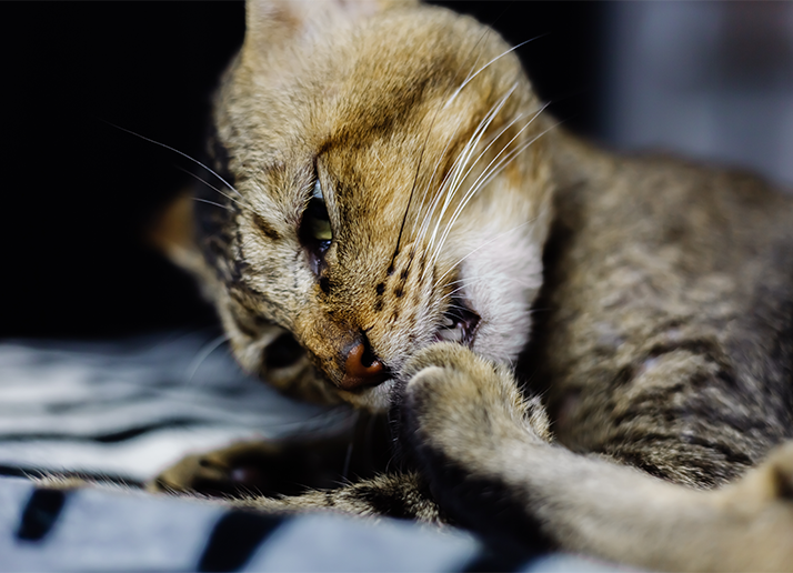 Wormen Herkennen bij je kat en hoe te behandelen