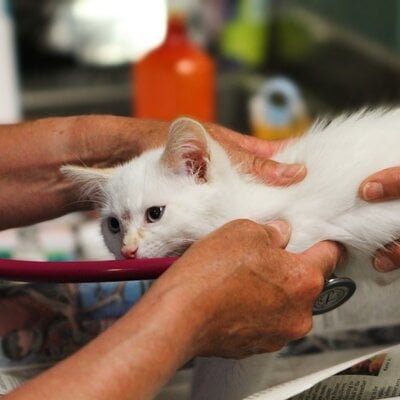 Zo voorkom je hoge dierenartskosten voor je kat