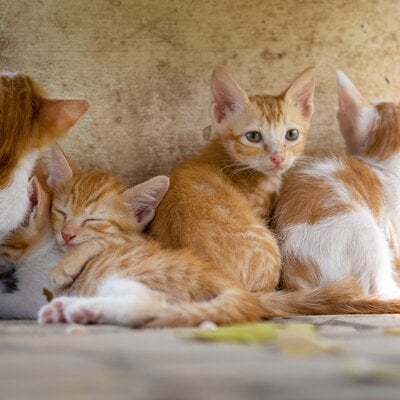 Katteneigenaren besteden steeds meer aandacht aan gezondheid en verzorging