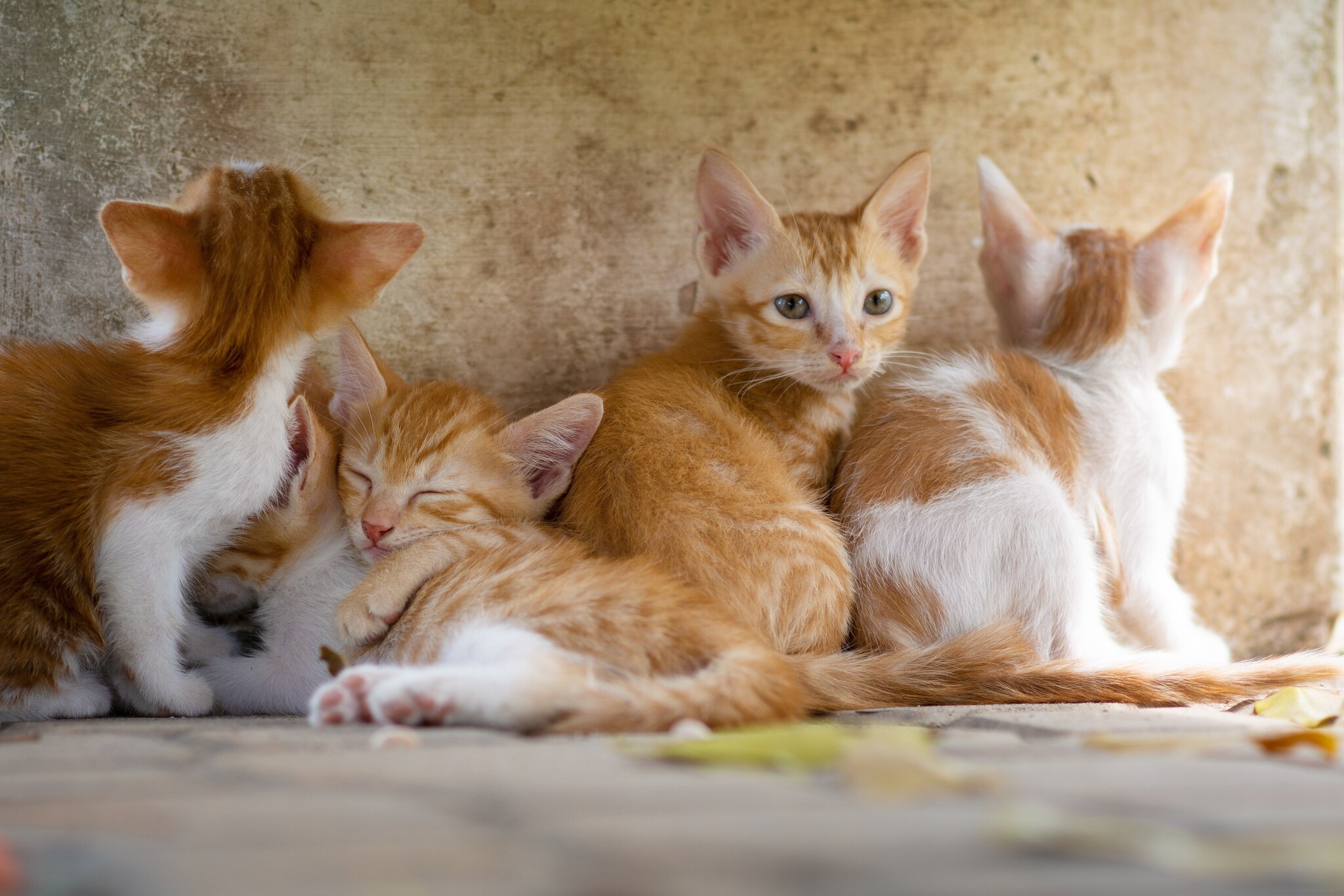 Katteneigenaren besteden steeds meer aandacht aan gezondheid en verzorging