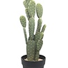 Cactus in Pot H55cm Cactus in Pot H55cm