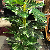 Melting Pot Kunstplant Vingerplant Monstera 160cm Melting Pot Kunstplant Vingerplant Monstera 160cm