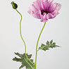 Melting Pot - Kunstbloem Poppy Spray Lila 74cm Melting Pot - Kunstbloem Poppy Spray Lila 74cm