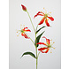 Melting Pot Kunstbloem Lelie Gloriosa Tak Oranje 82cm Melting Pot Kunstbloem Lelie Gloriosa Tak Oranje 82cm