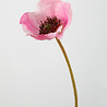 Melting Pot Kunstbloem Poppy op Steel (klaproos) licht Roze 68cm Melting Pot Kunstbloem Poppy op Steel (klaproos) licht Roze 68cm