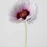 Melting Pot Kunstbloem Poppy Spray Wit lila 70cm Melting Pot Kunstbloem Poppy Spray Wit lila 70cm