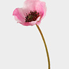 Melting Pot Kunstbloem Poppy op Steel (klaproos) licht Roze 68cm Melting Pot Kunstbloem Poppy op Steel (klaproos) licht Roze 68cm