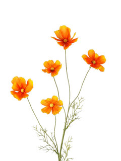 Zijde Bloemen & Planten