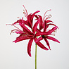 Melting Pot - Kunstbloem Nerine op Steel 5 Bloemen Fuchsia 81cm Melting Pot - Kunstbloem Nerine op Steel 5 Bloemen Fuchsia 81cm