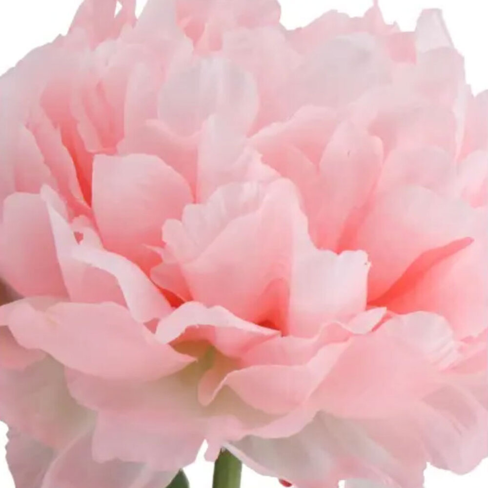 Melting Pot - Kunstbloem Pioenroos Zijde op Steel 71cm in 6 Kleuren Melting Pot - Kunstbloem Pioenroos Zijde op Steel 71cm in 6 Kleuren