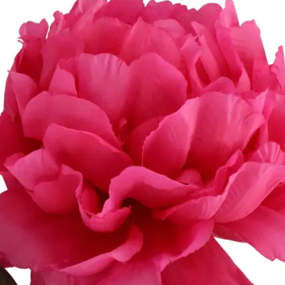 Melting Pot - Kunstbloem Pioenroos Zijde op Steel 71cm in 6 Kleuren Melting Pot - Kunstbloem Pioenroos Zijde op Steel 71cm in 6 Kleuren