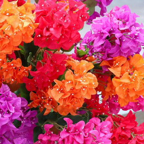 Kunstbloemen Kunstbloemen