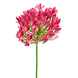 Melting Pot - Kunstbloem Agapathus Lady Roze 75cm Melting Pot - Kunstbloem Agapathus Lady Roze 75cm