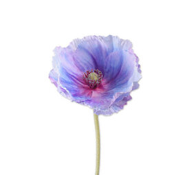 Melting Pot - Kunstbloem Klaproos Lila / Licht Blauw op Steel 73cm Melting Pot - Kunstbloem Klaproos Lila / Licht Blauw op Steel 73cm