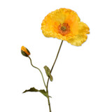 Melting Pot - Kunstbloem Klaproos Poppy Spray Geel 67cm Melting Pot - Kunstbloem Klaproos Poppy Spray Geel 67cm