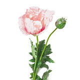 Melting Pot - Kunstbloem Poppy Spray (Klaproos) Roze 102cm Melting Pot - Kunstbloem Poppy Spray (Klaproos) Roze 102cm