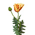 Kunstbloem Poppy Spray (Klaproos) Oranje 102cm