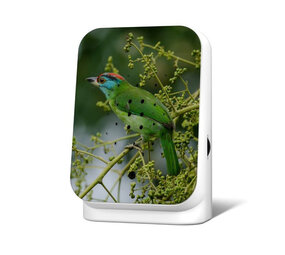 Zwitscherbox - Junglebox Blauwkeelbaardvogel - Limited Edition Zwitscherbox - Junglebox Blauwkeelbaardvogel - Limited Edition