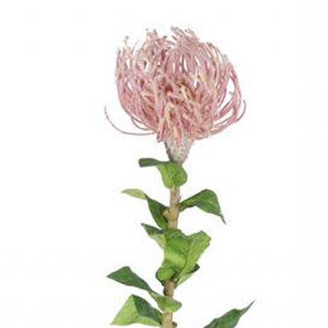 Melting Pot - Kunstbloem Telopea Roze Tak 75cm Melting Pot - Kunstbloem Telopea Roze Tak 75cm