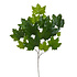 Kunstbloem Esdoorn Blad Tak 70cm Kunstbloem Esdoorn Blad Tak 70cm