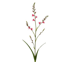 Melting Pot - Kunstbloem Crocosmia Roze Tak 99cm Melting Pot - Kunstbloem Crocosmia Roze Tak 99cm