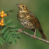 Zwitscherbox - Vogelhuisje Satellite Zanglijster Eiken Hout Zwitscherbox - Vogelhuisje Satellite Zanglijster Eiken Hout