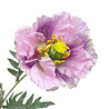 Colmore - Kunstbloem Papaver Lila 2 op Tak 72cm Colmore - Kunstbloem Papaver Lila 2 op Tak 72cm