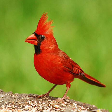 Zwitscherbox - Vogelhuisje Satellitebox Rode Kardinaalvogel Hout