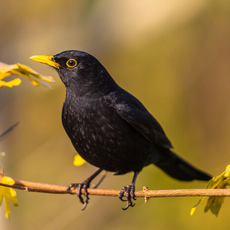 Zwitscherbox - Vogelhuisje Satellitebox Merel Hout Zwitscherbox - Vogelhuisje Satellitebox Merel Hout