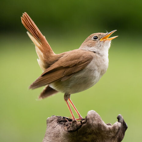 Zwitscherbox - Vogelhuisje Satellite Nachtegaal Hout