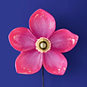 Werns - Wand Lamp Flower Fuchsia 31x33cm