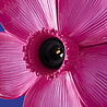 Werns - Wand Lamp Flower Fuchsia 31x33cm