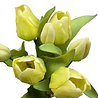Melting Pot - Kunstbloem Boeket - 7 Tulpen Lichtgeel 29cm