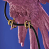 Melting Pot - Hanglamp Papegaai Percy Roze– Dierenlamp 50x57x25cm