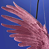 Melting Pot - Hanglamp Papegaai Percy Roze– Dierenlamp 50x57x25cm
