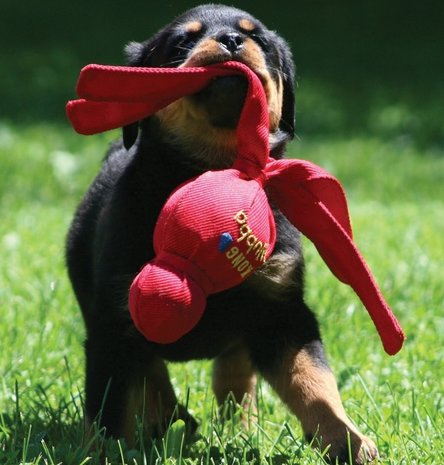 Kong Puzzlement Beaver Dog Toy - Grove City, PA - Grove City Agway