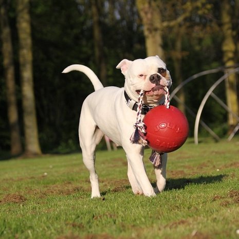 Jolly Jolly Ball Romp n Roll Jolly Jolly Ball Romp n Roll