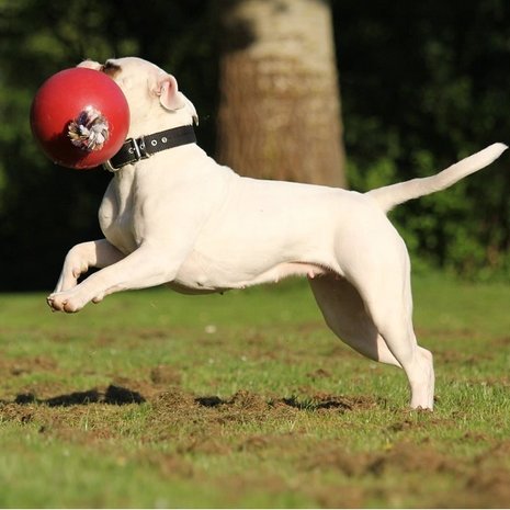 Jolly Jolly Ball Romp n Roll Jolly Jolly Ball Romp n Roll