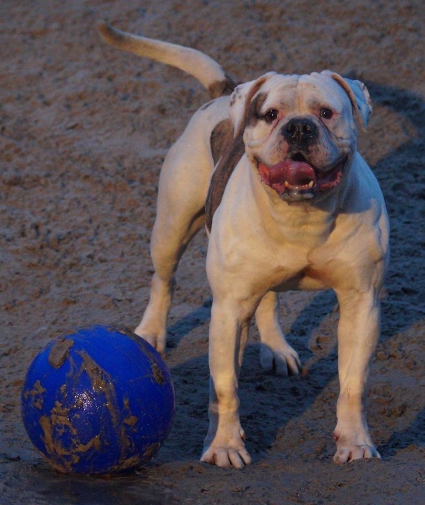 Jolly Jolly Ball Push and Play Jolly Jolly Ball Push and Play