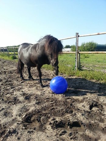 Jolly Jolly Ball Push and Play Jolly Jolly Ball Push and Play