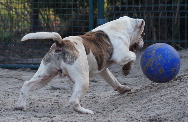 Jolly Jolly Ball Push and Play Jolly Jolly Ball Push and Play