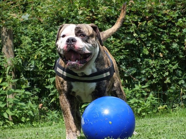 Jolly Jolly Ball Push and Play Jolly Jolly Ball Push and Play