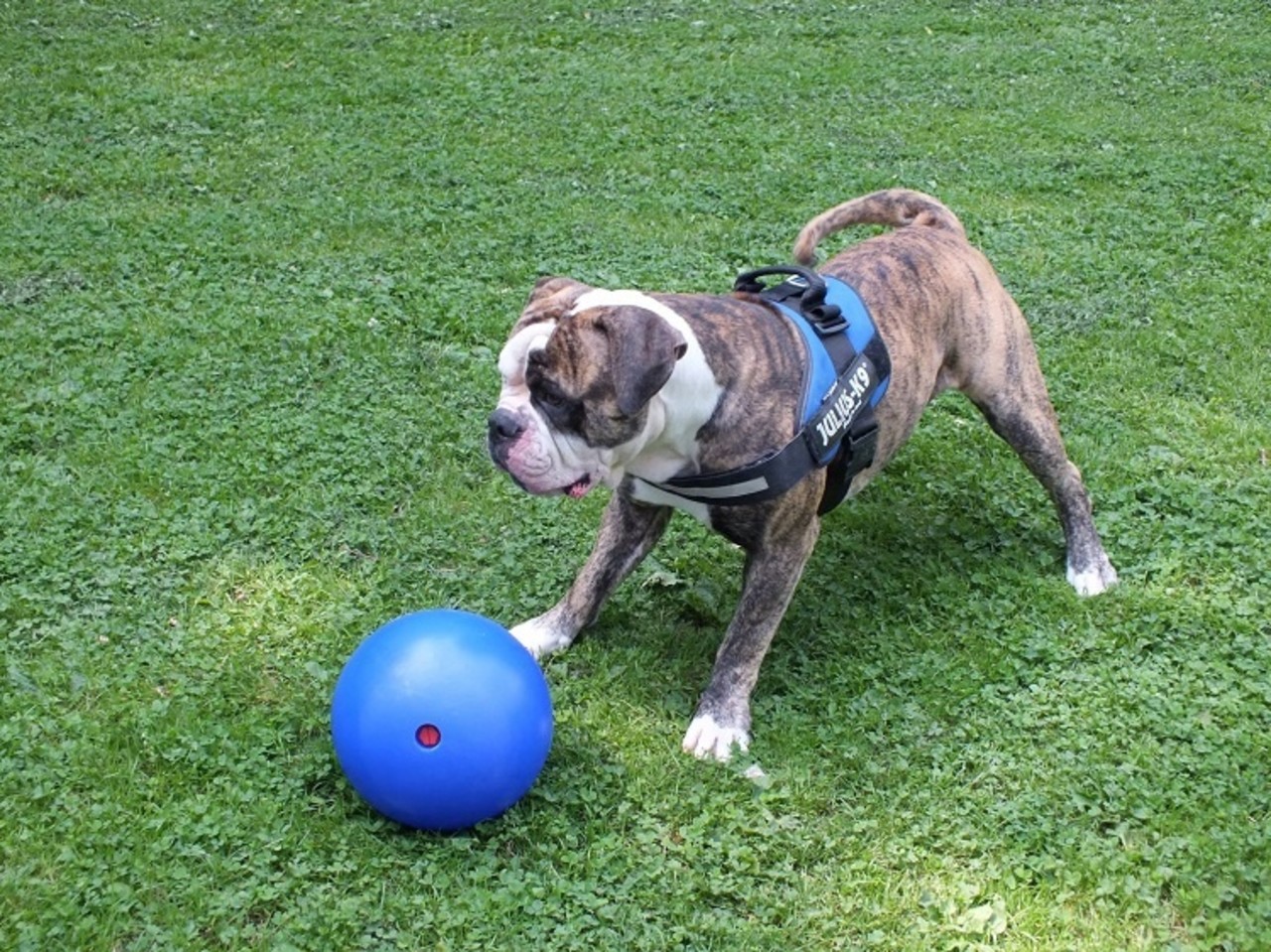 Jolly Jolly Ball Push and Play Jolly Jolly Ball Push and Play