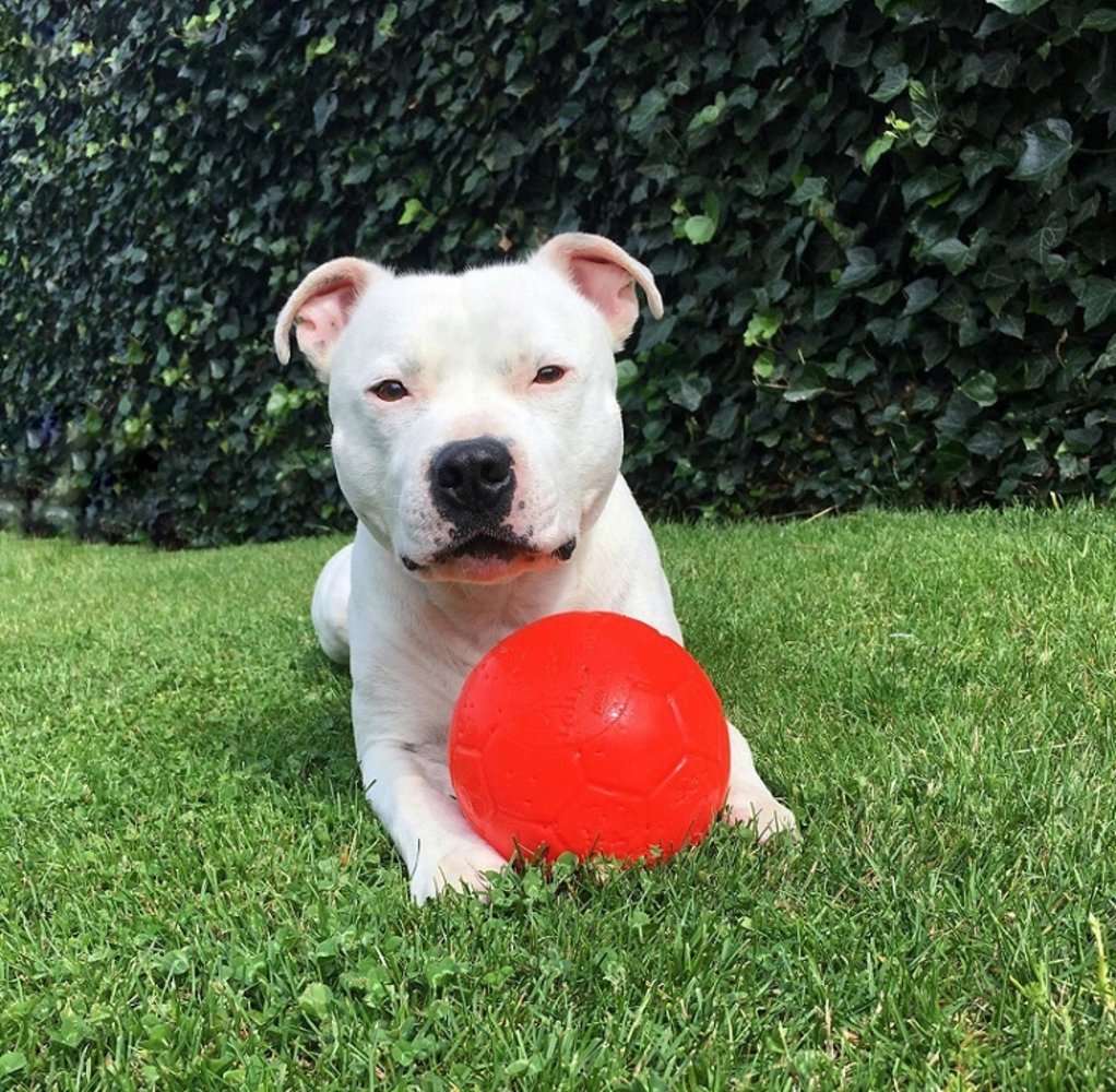 Jolly Soccer Ball The Dog Lounge