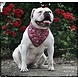 Aqua Coolkeeper Aqua Coolkeeper Bandana Aqua Coolkeeper Aqua Coolkeeper Bandana