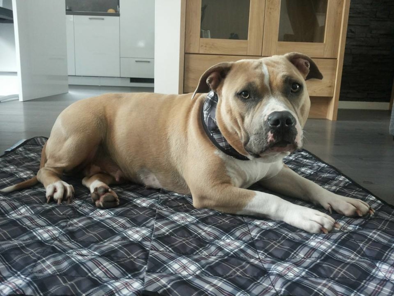 Aqua Coolkeeper Aqua Coolkeeper halsband OP=OP Aqua Coolkeeper Aqua Coolkeeper halsband OP=OP