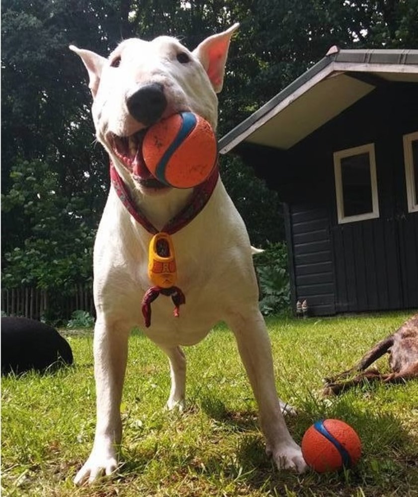 Chuckit Chuckit Ultra Ball Chuckit Chuckit Ultra Ball
