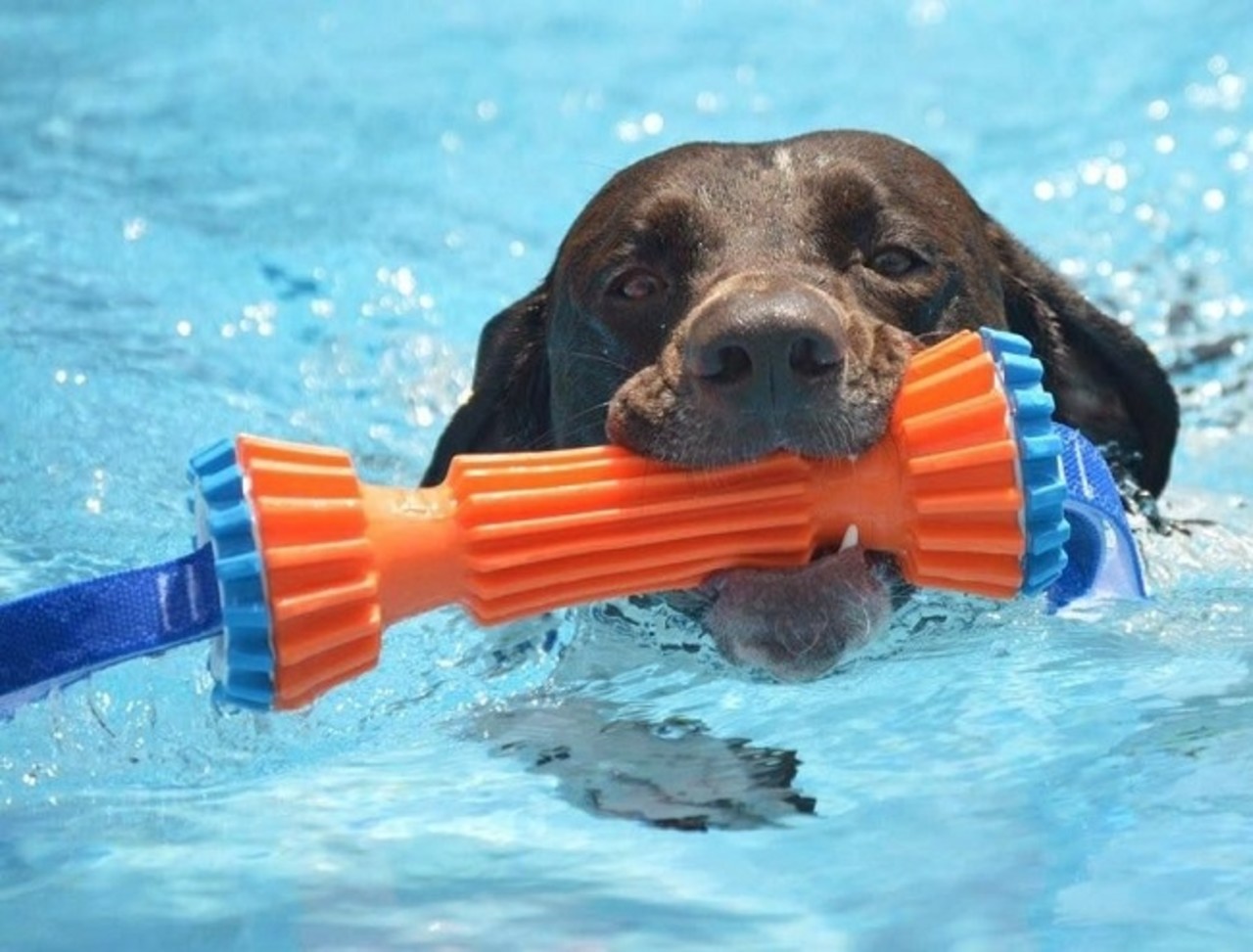 Chuckit Chuckit Rugged Bumper