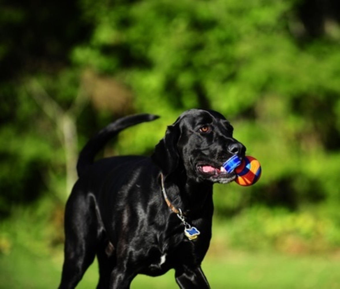 Chuckit Chuckit Ultra Tug Chuckit Chuckit Ultra Tug