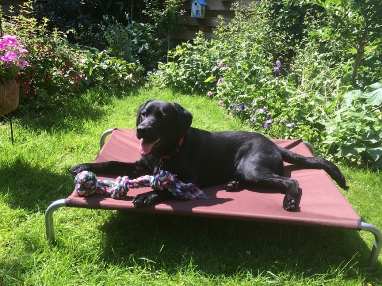 HIK9 bed mesh The Dog Lounge